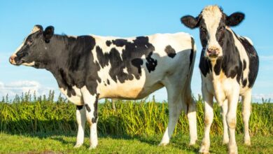 دراسة جدوى مشروع تربية الأبقار الحلوب