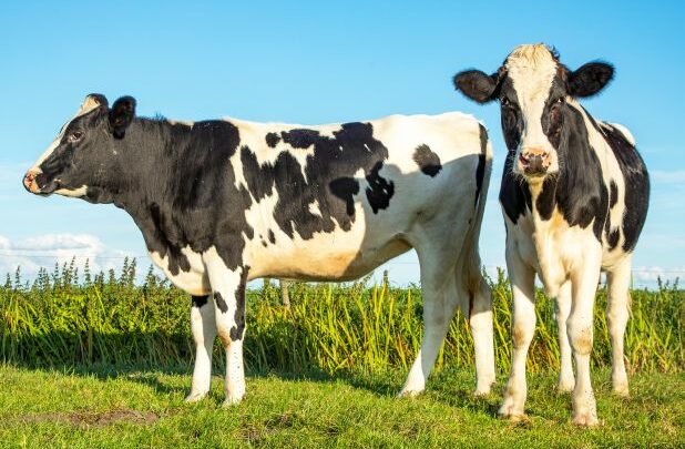 دراسة جدوى مشروع تربية الأبقار الحلوب