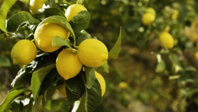 دراسة جدوي زراعة الليمون وأسهل طرق زراعة الليمون وجمعه بالمنزل