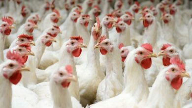 هل مشروع الدجاج البياض مربح أم لا؟ وما هي شروط نجاحه؟