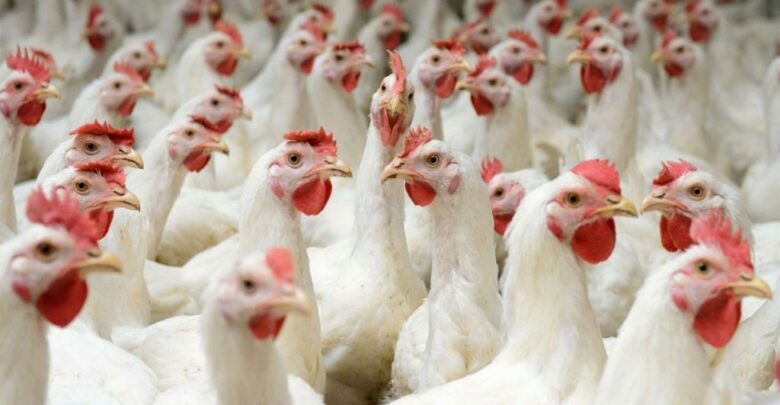 هل مشروع الدجاج البياض مربح أم لا؟ وما هي شروط نجاحه؟