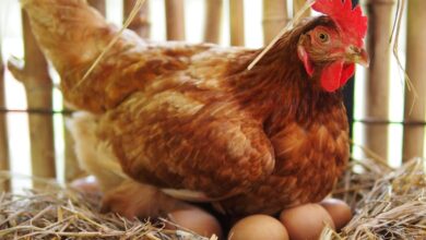 أفضل أعشاب لزيادة بيض الدجاج والعوامل المؤثرة على معدل الإنتاج