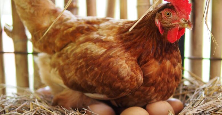 أفضل أعشاب لزيادة بيض الدجاج والعوامل المؤثرة على معدل الإنتاج