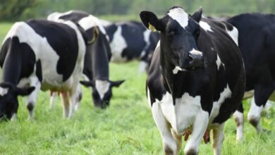 أمراض الأبقار الفيروسية وكيفية الوقاية منها