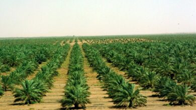 أهم المحاصيل الزراعية في المملكة العربية السعودية وأفضل المناطق الزراعية بالمملكة