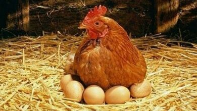  الدجاج البياض كم بيضة باليوم