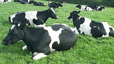 طرق علاج التهاب الجلد العقدي عند الأبقار