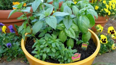 طريقة زراعة النباتات العطرية في المنزل والربح منها 2021