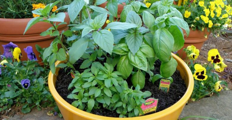 طريقة زراعة النباتات العطرية في المنزل والربح منها 2021