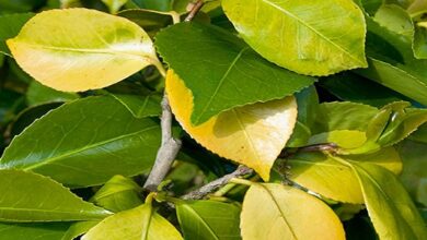 علاج اصفرار أوراق أشجار الليمون وأهم أسبابه