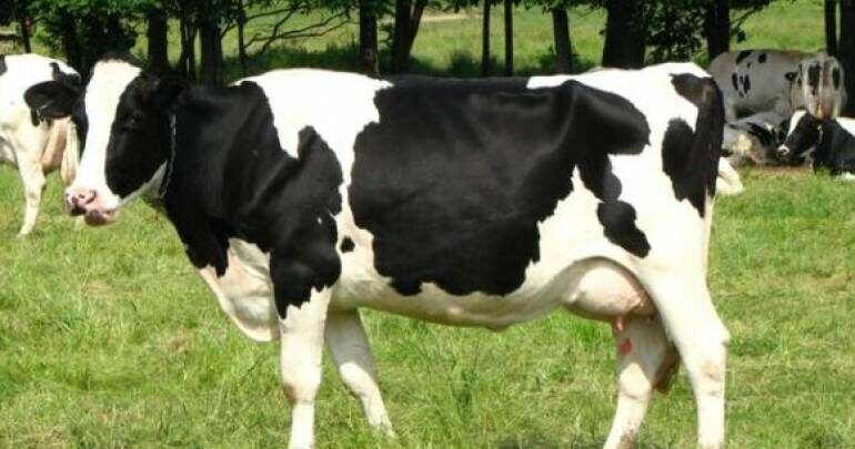علاج توقف الكرش عند الأبقار