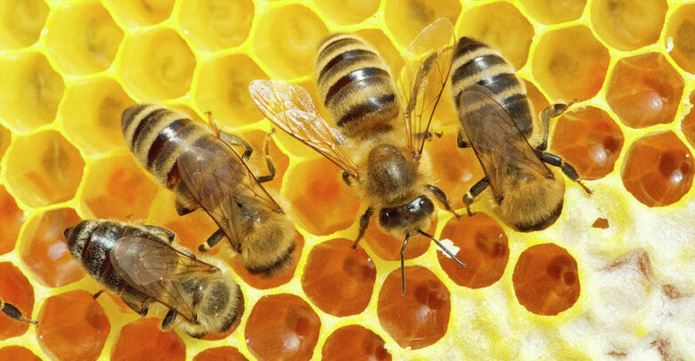 كم تنتج خلية النحل من العسل في السنة وما هي شروط تربية النحل؟