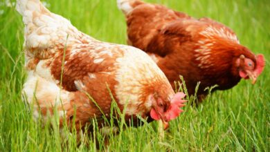 كيف تجعل الدجاجة تبيض بيضتين في اليوم 2021 من خلال بعض النصائح الهامة