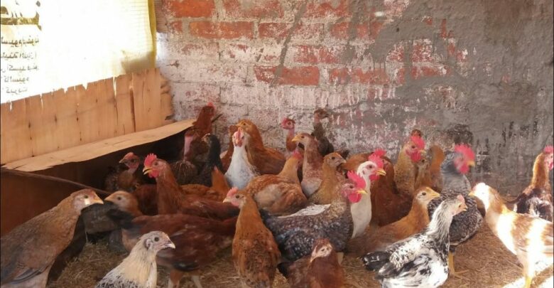 كيفية تربية الفراخ البلدي لإنتاج البيض في المنزل 2021
