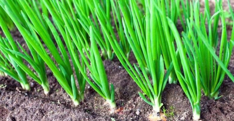 كيفية زراعة البصل من البذور بالخطوات