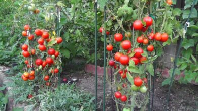 كيفية زراعة الطماطم (البندورة) في البيوت البلاستيكية