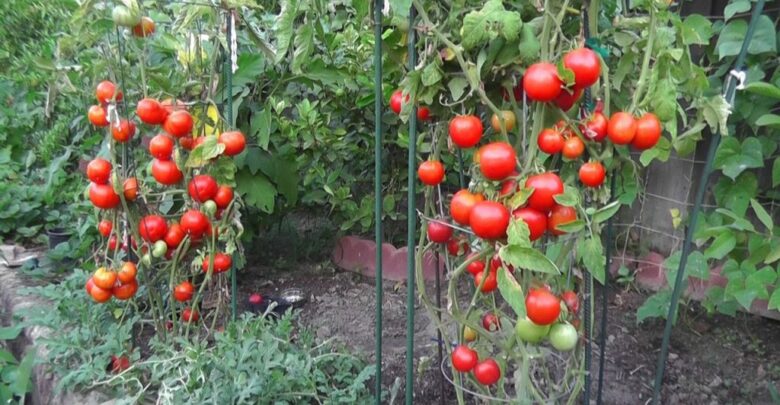 كيفية زراعة الطماطم (البندورة) في البيوت البلاستيكية