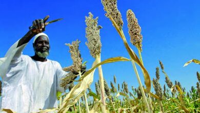 ما هي عوائق الزراعة في السودان ومقترحات للتغلب عليها