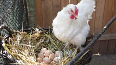 مدة تفقيس بيض الدجاج البلدي ودرجة الحرارة اللازمة