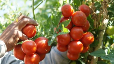 موعد زراعة الطماطم في السعودية ومدة زراعتها
