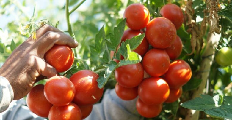 موعد زراعة الطماطم في السعودية ومدة زراعتها