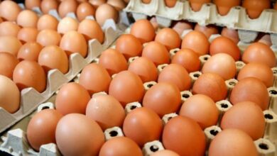 أفضل فيتامين لزيادة البيض عند الدجاج